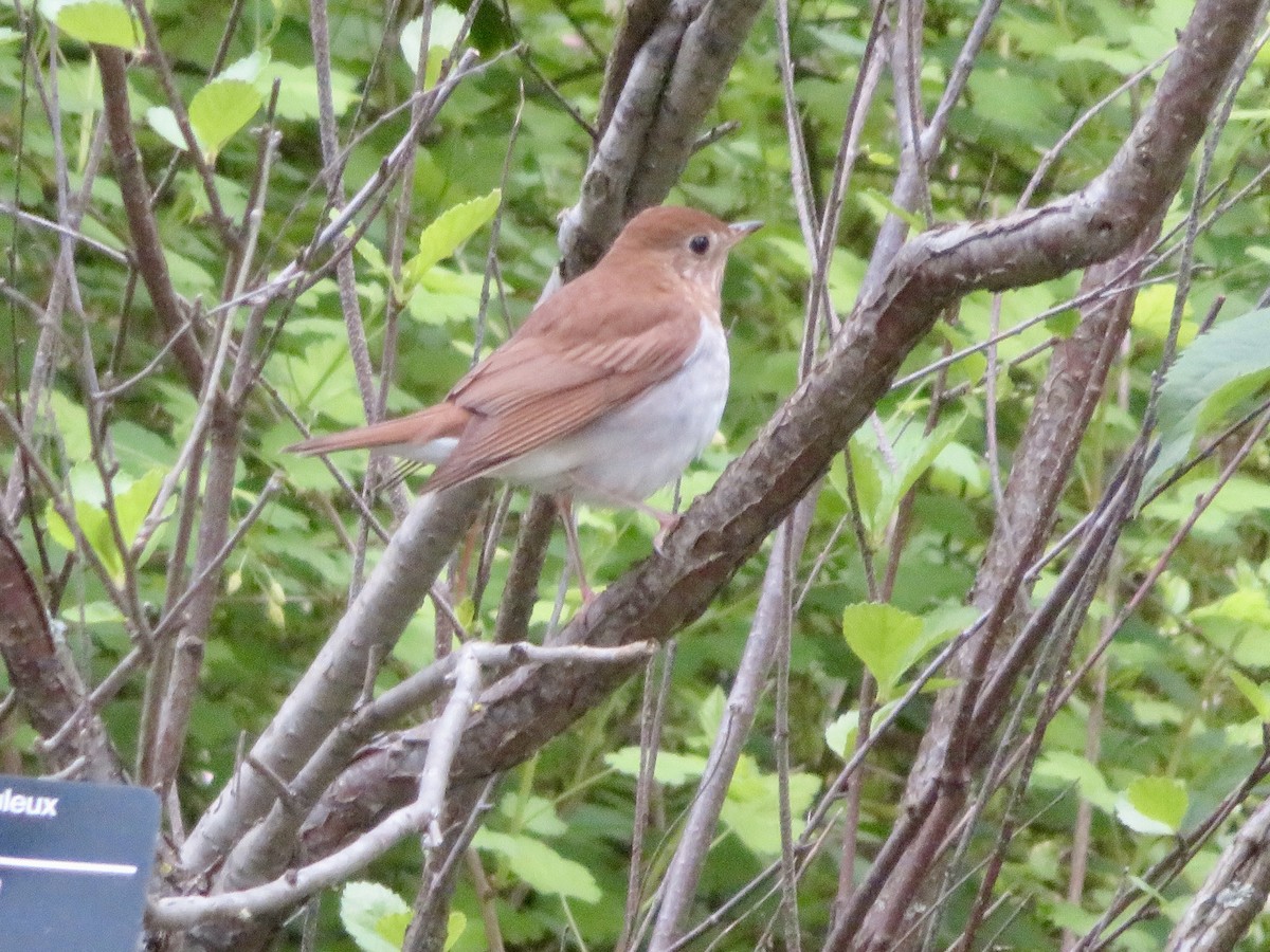 Veery - Christine Cote