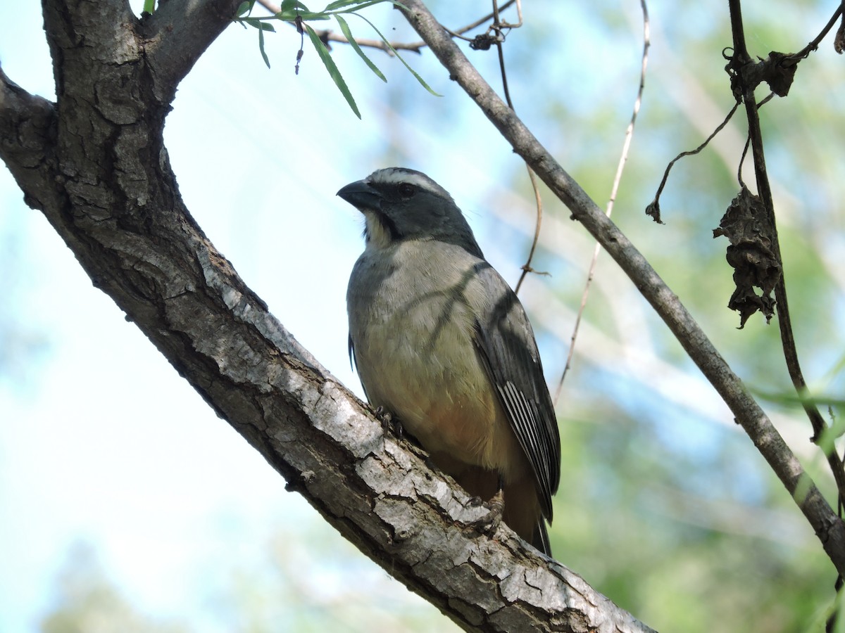 Bluish-gray Saltator - Más Aves