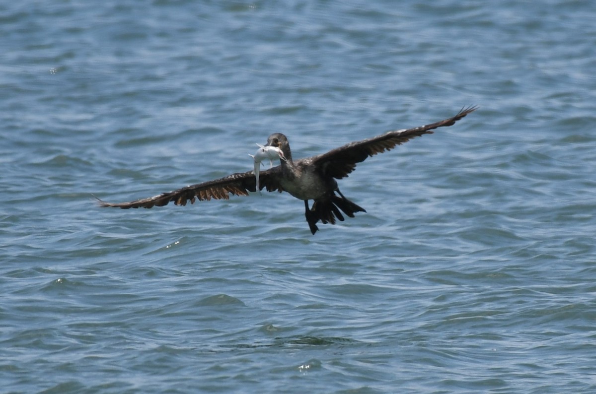 Double-crested Cormorant - ML619155809