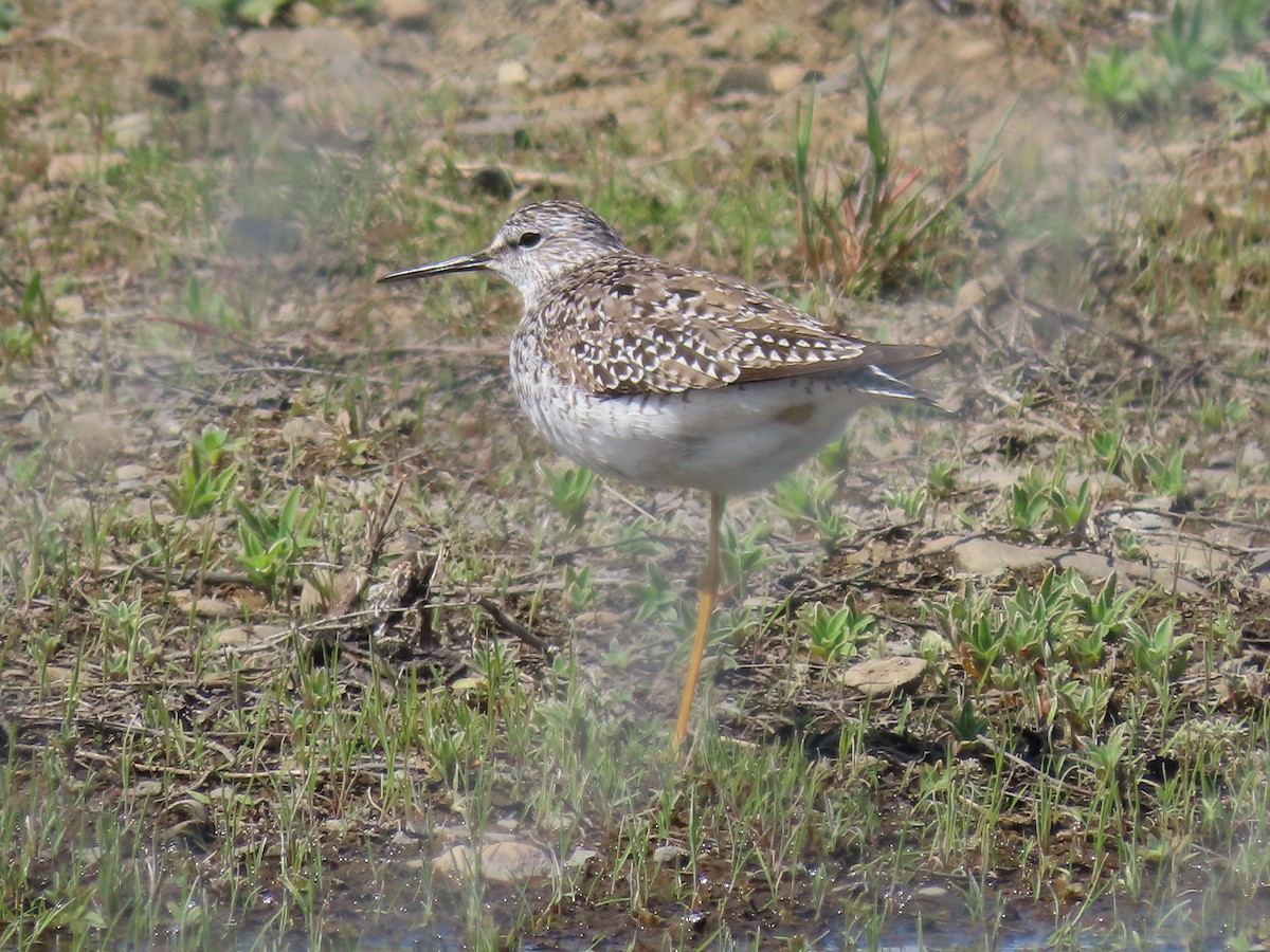 Lesser Yellowlegs - ML619155833