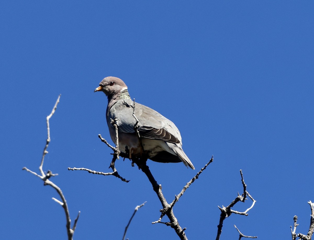 Band-tailed Pigeon - Carolyn Thiele