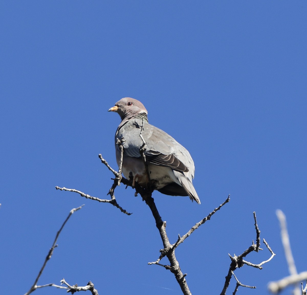 Band-tailed Pigeon - Carolyn Thiele