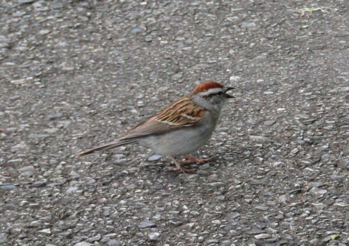 Chipping Sparrow - David Bridge