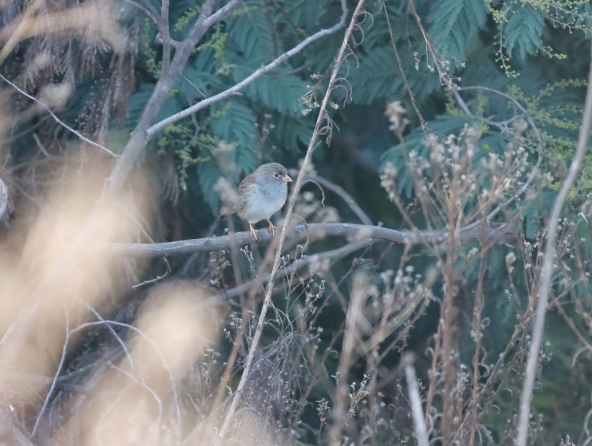 Band-tailed Sierra Finch - ML619155865