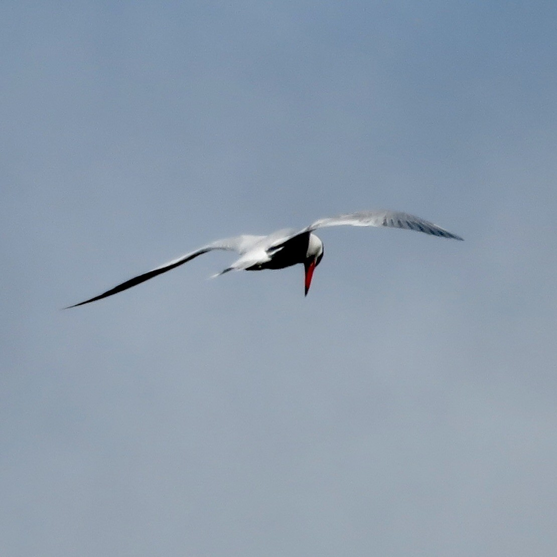 Caspian Tern - ML619155867