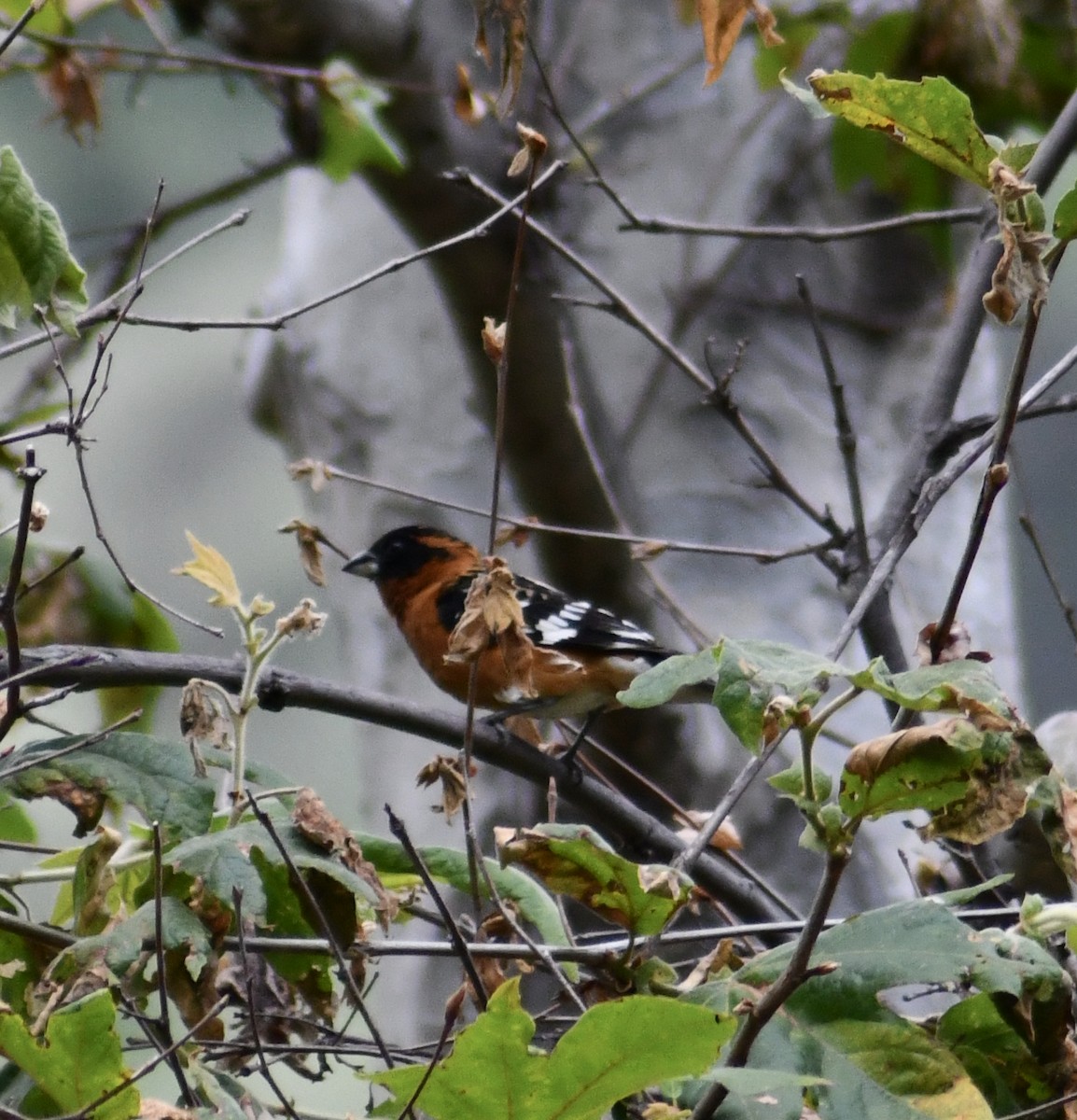 Black-headed Grosbeak - Andy H