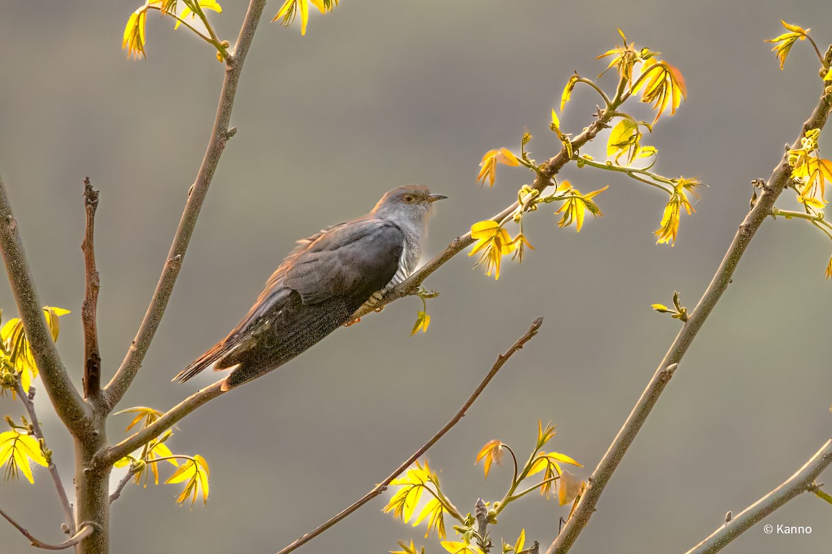 Common Cuckoo - Kanno Tage
