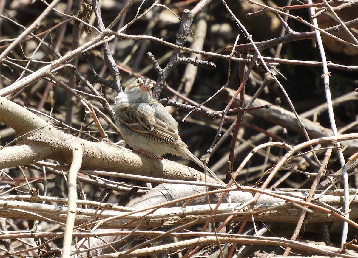 Clay-colored Sparrow - Sara Caulk