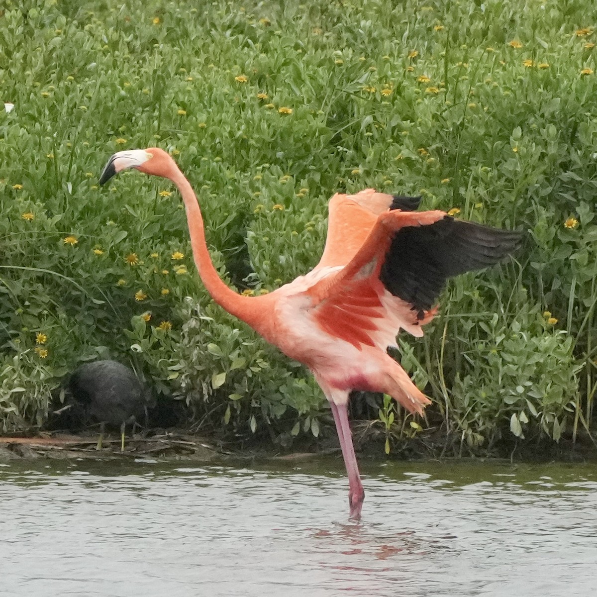 American Flamingo - Charlene Fan