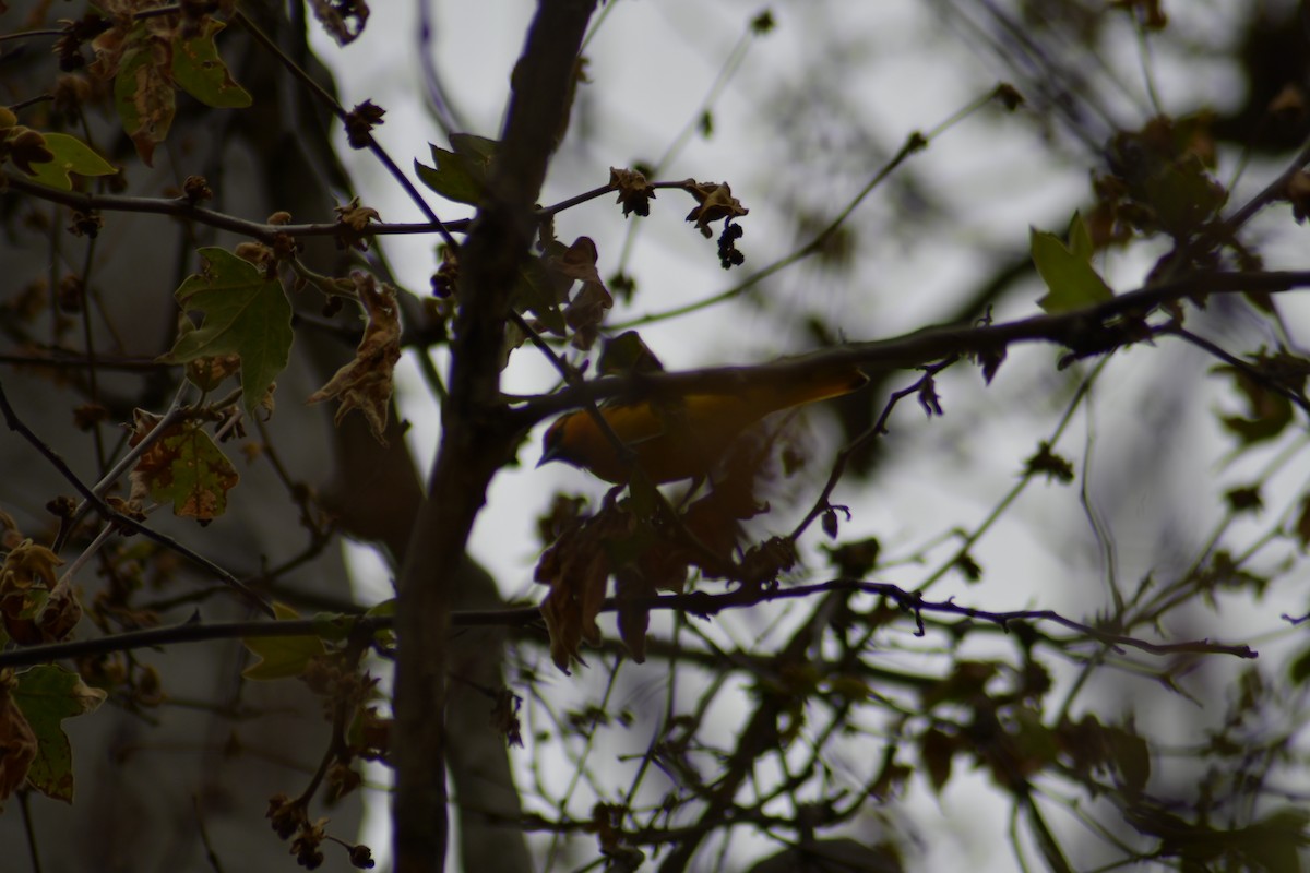 Bullock's Oriole - Andy H