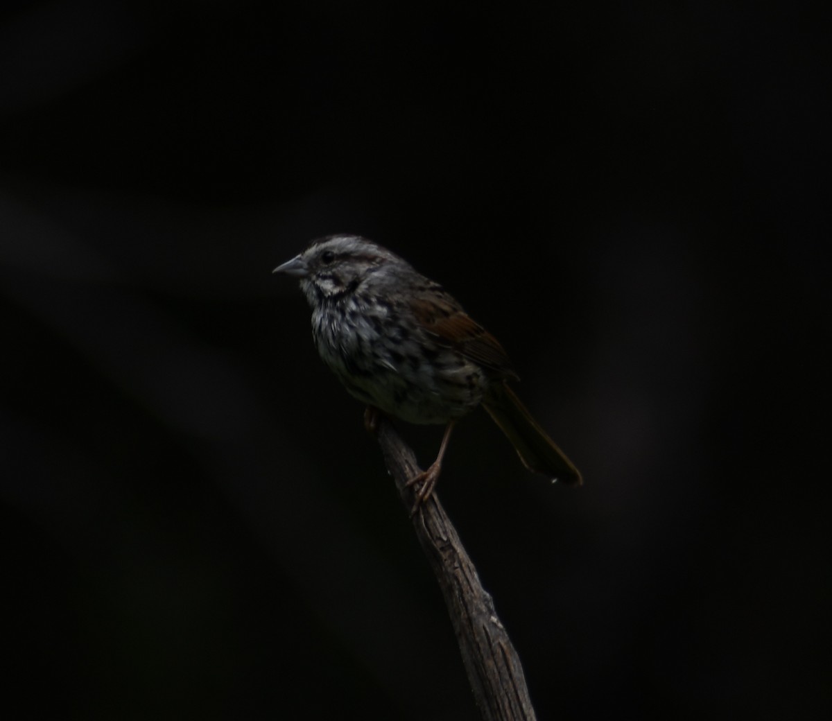 Song Sparrow - ML619155968