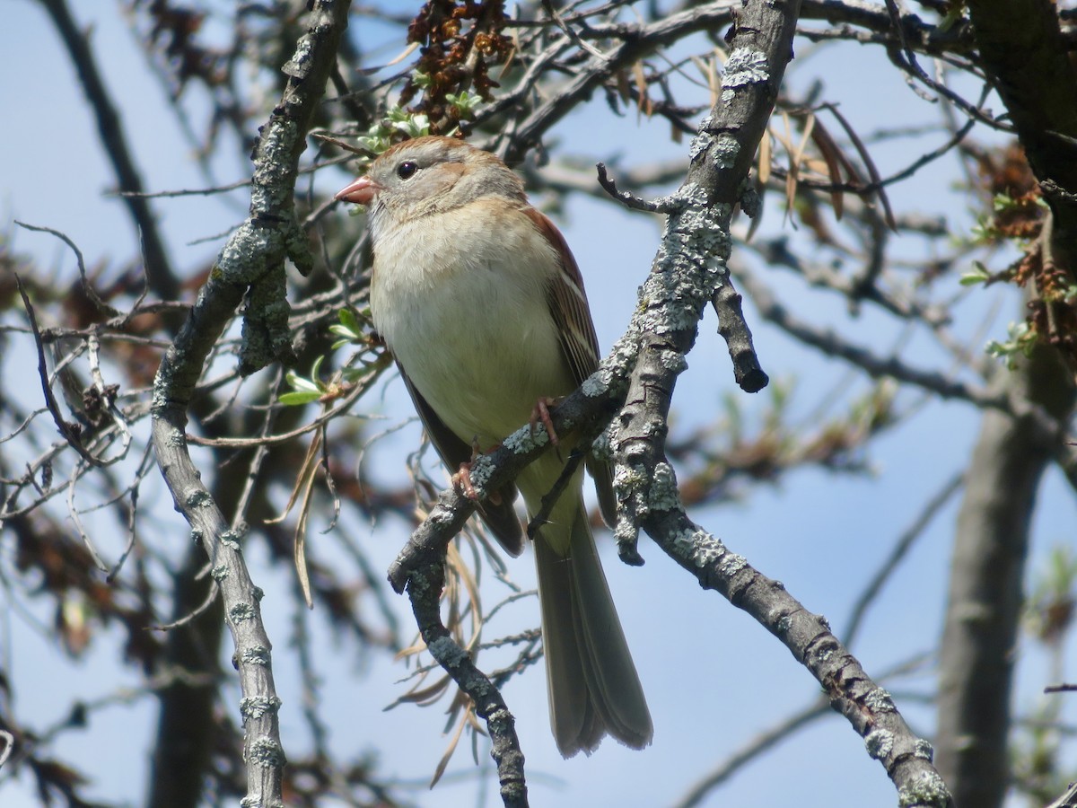 Field Sparrow - Christine Cote