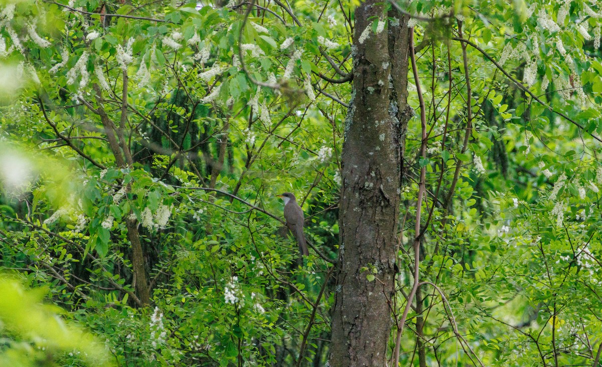 Yellow-billed Cuckoo - Russell Lamb