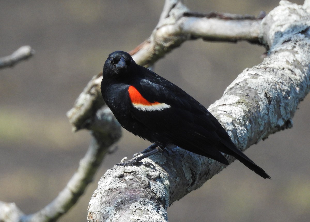 Red-winged Blackbird - Max Francioni
