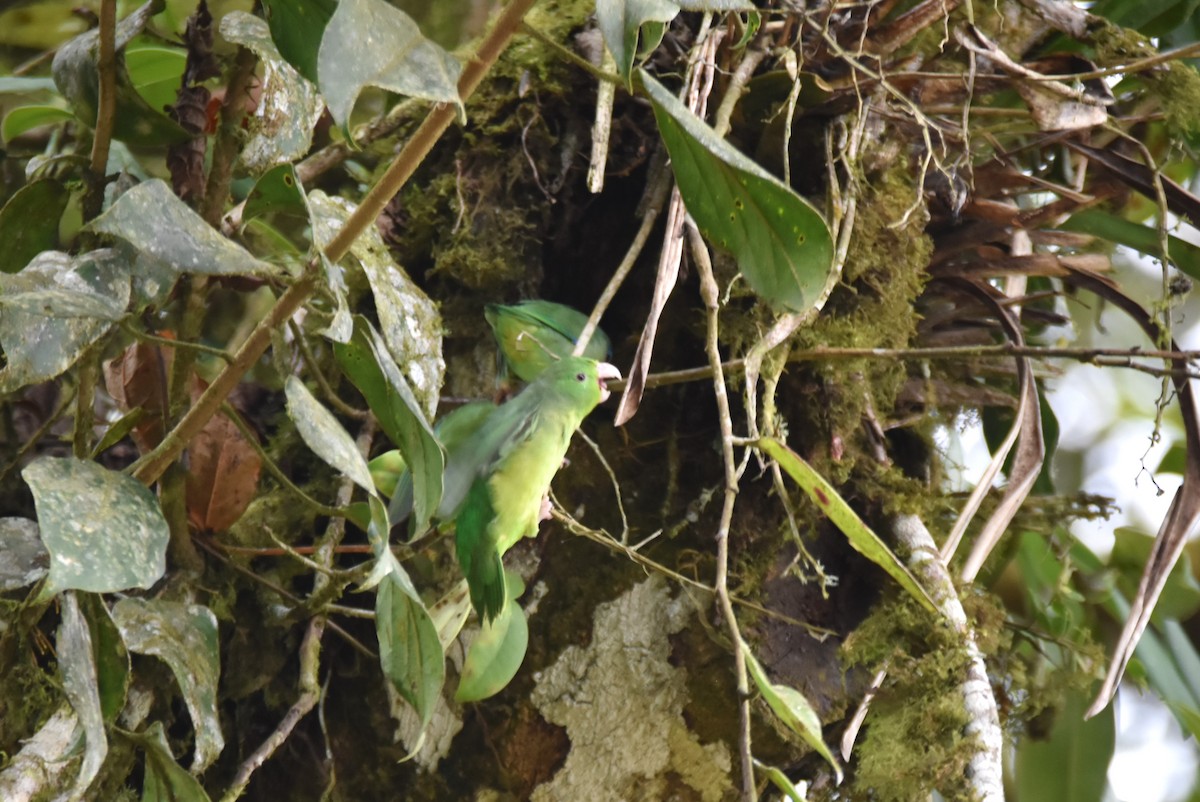 Spectacled Parrotlet - irina shulgina