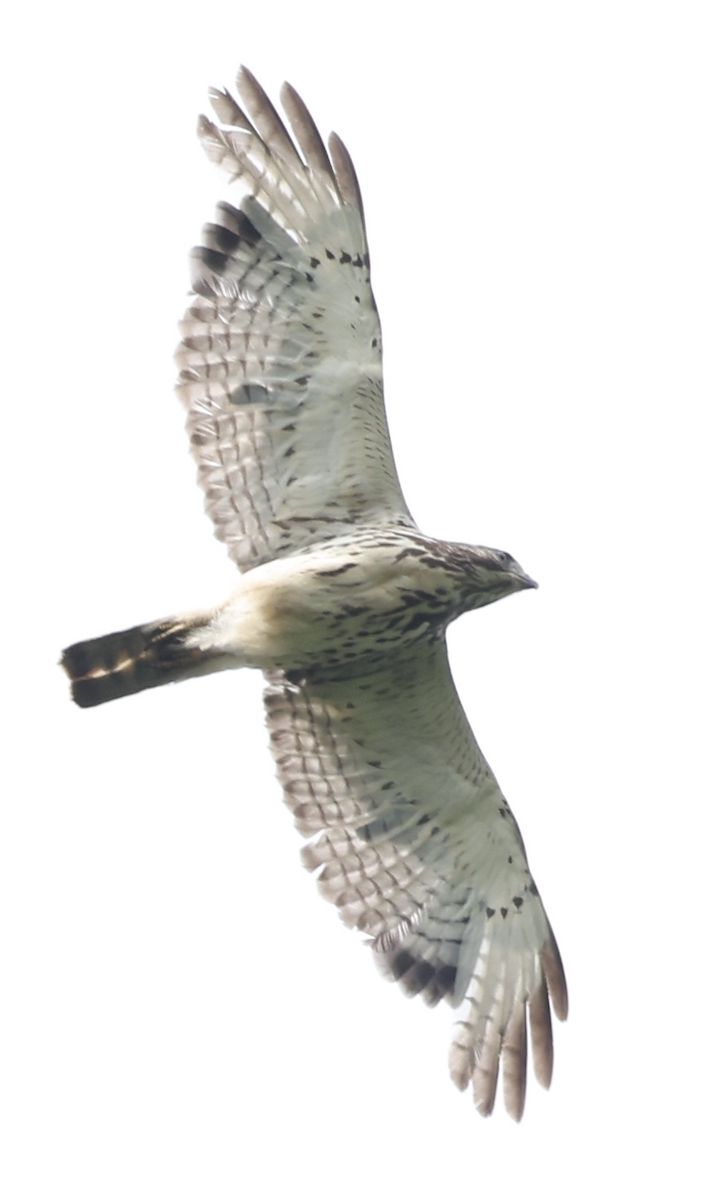 Broad-winged Hawk - ML619156021