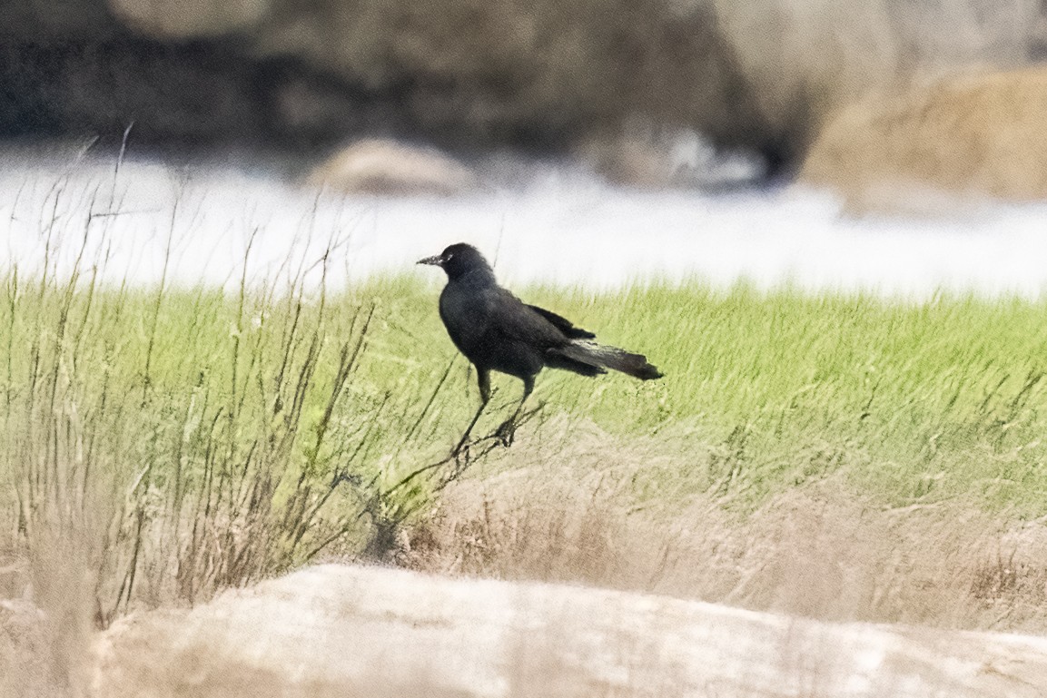 Boat-tailed Grackle - Shori Velles