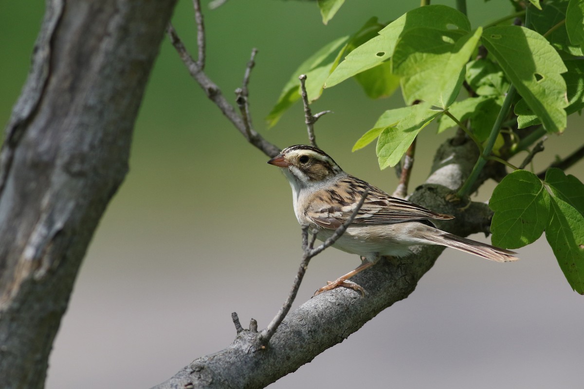 Clay-colored Sparrow - Richard Poort