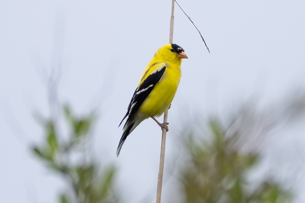 American Goldfinch - ML619156084