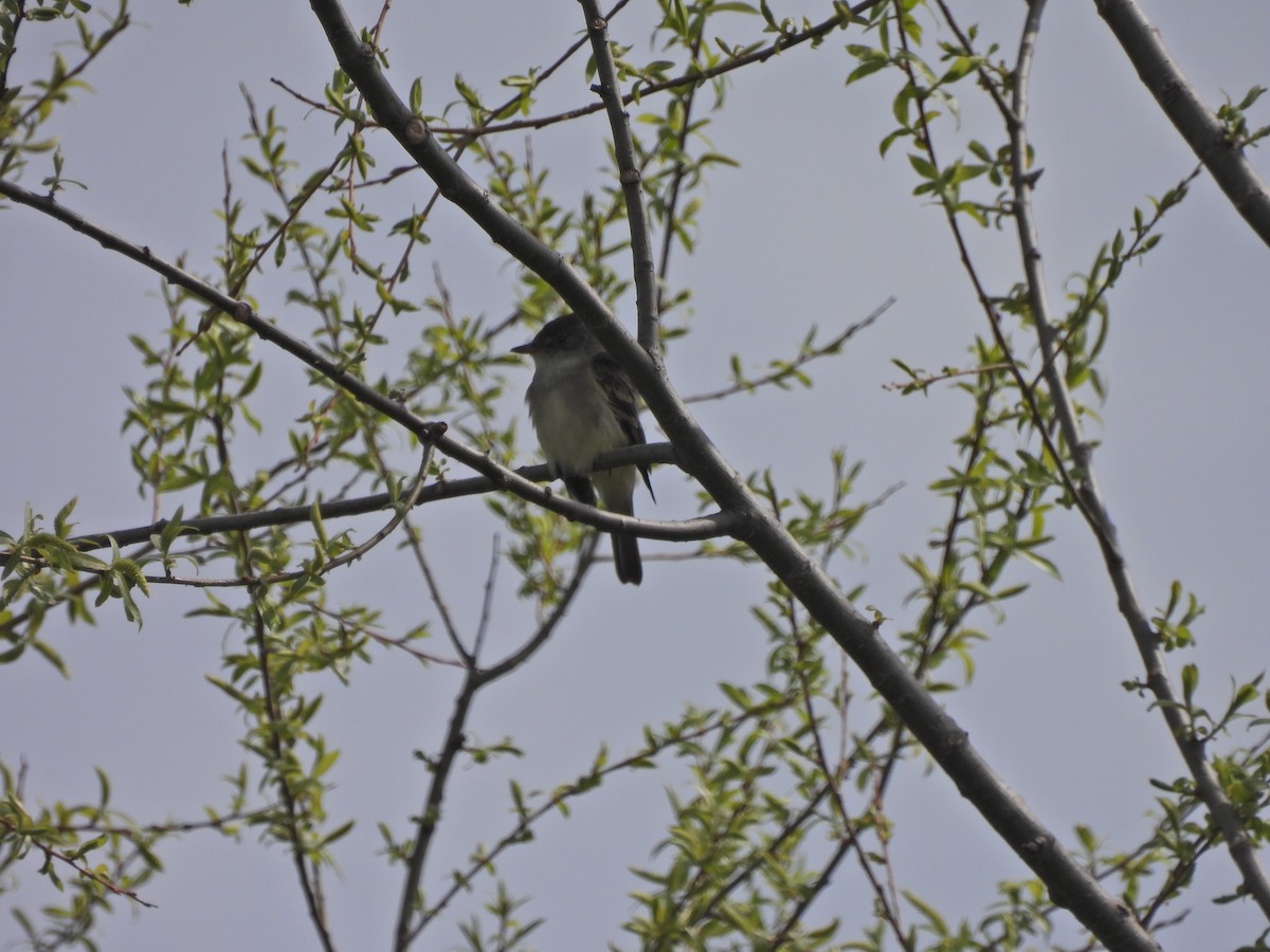 Willow Flycatcher - Becca Evans