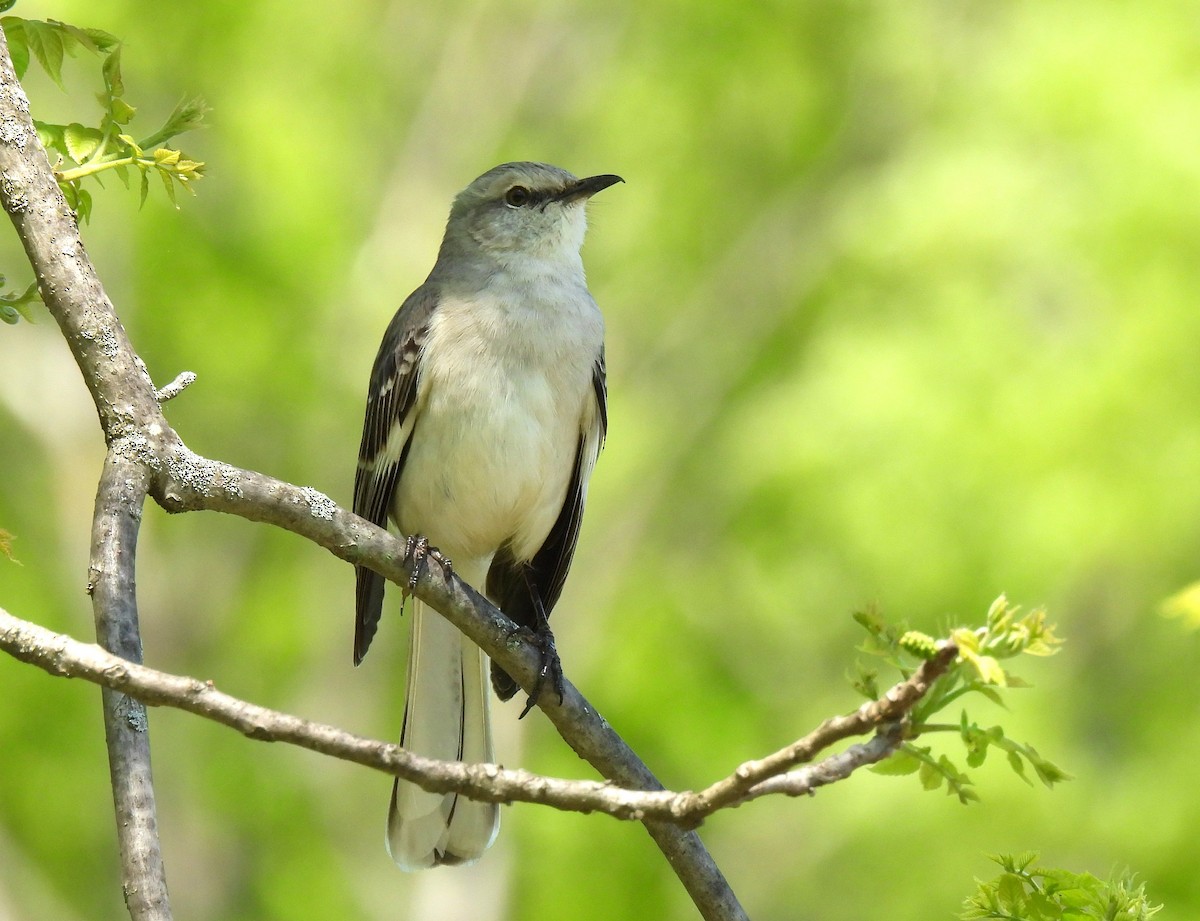 Northern Mockingbird - Corvus 𓄿