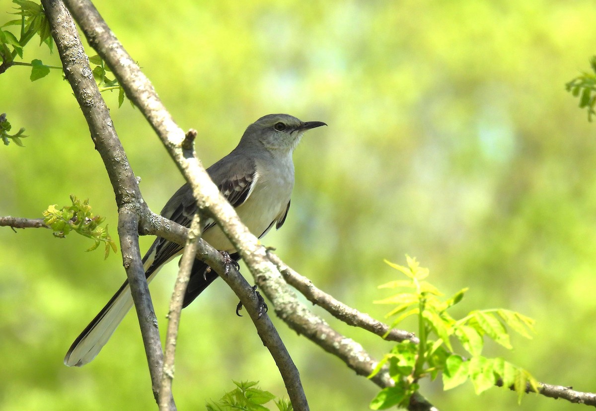 Northern Mockingbird - Corvus 𓄿