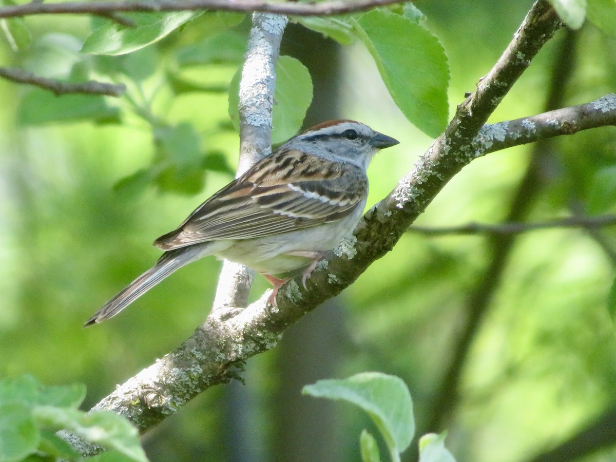 Chipping Sparrow - Christine Cote