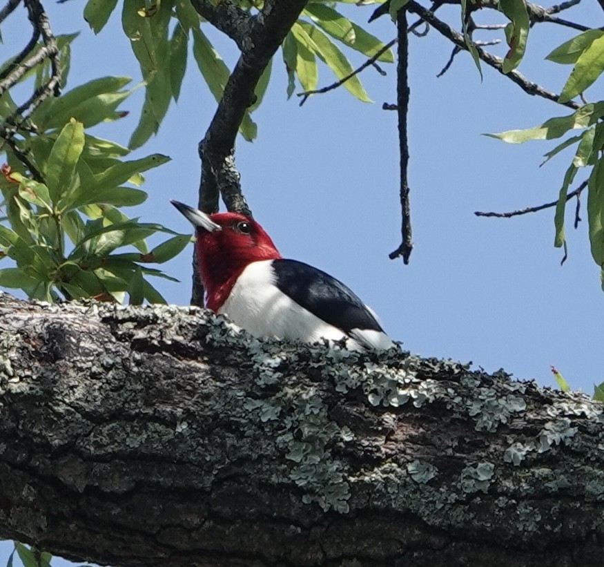 Red-headed Woodpecker - Evan Clark