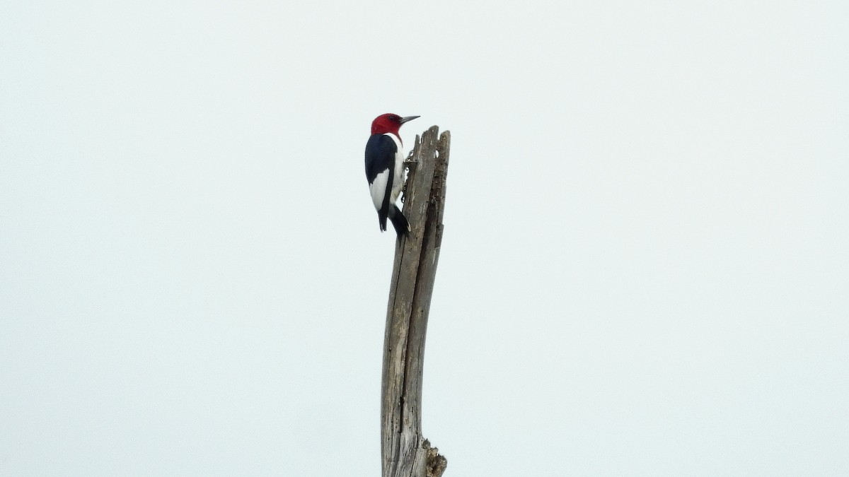 Red-headed Woodpecker - Travis Young