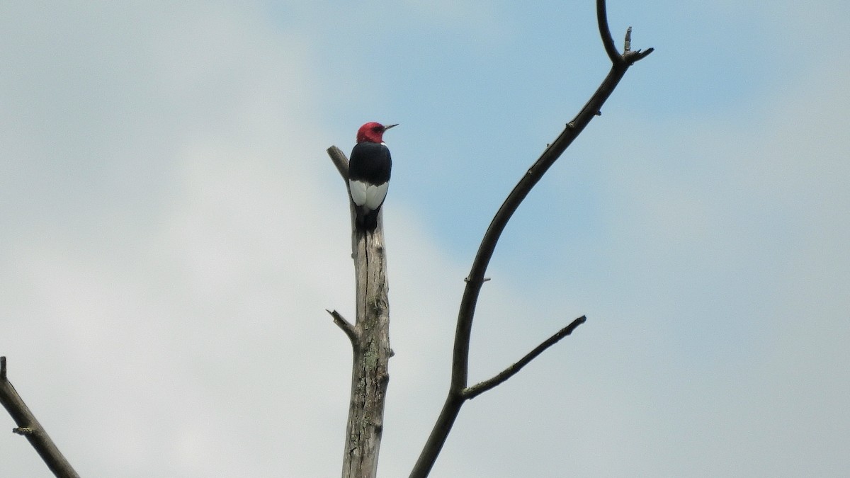 Red-headed Woodpecker - Travis Young