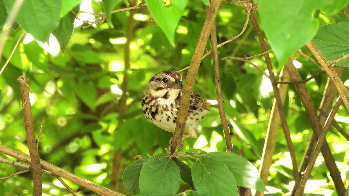 Song Sparrow - Travis Young