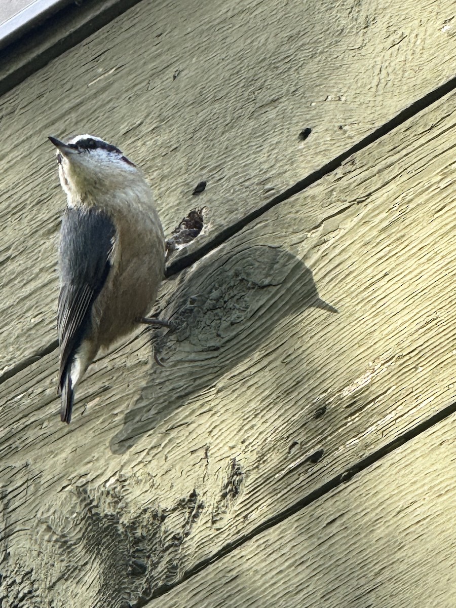 Red-breasted Nuthatch - Kelly Harms