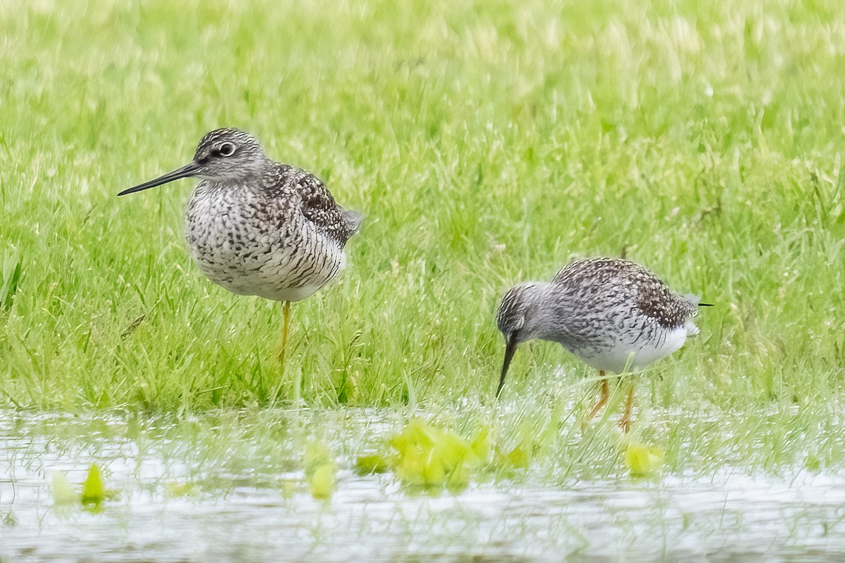 Lesser Yellowlegs - ML619156151