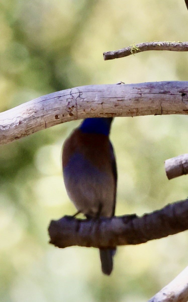 Western Bluebird - Carolyn Thiele