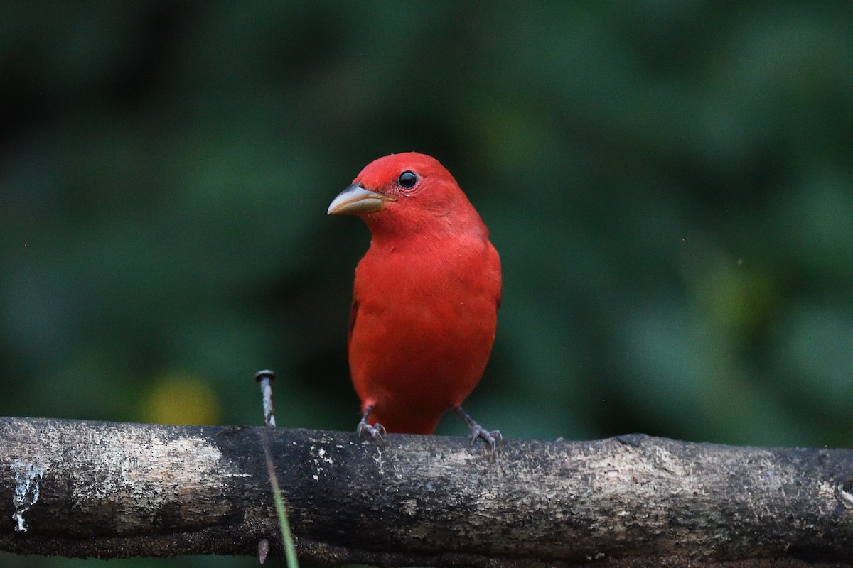 Summer Tanager - terence zahner