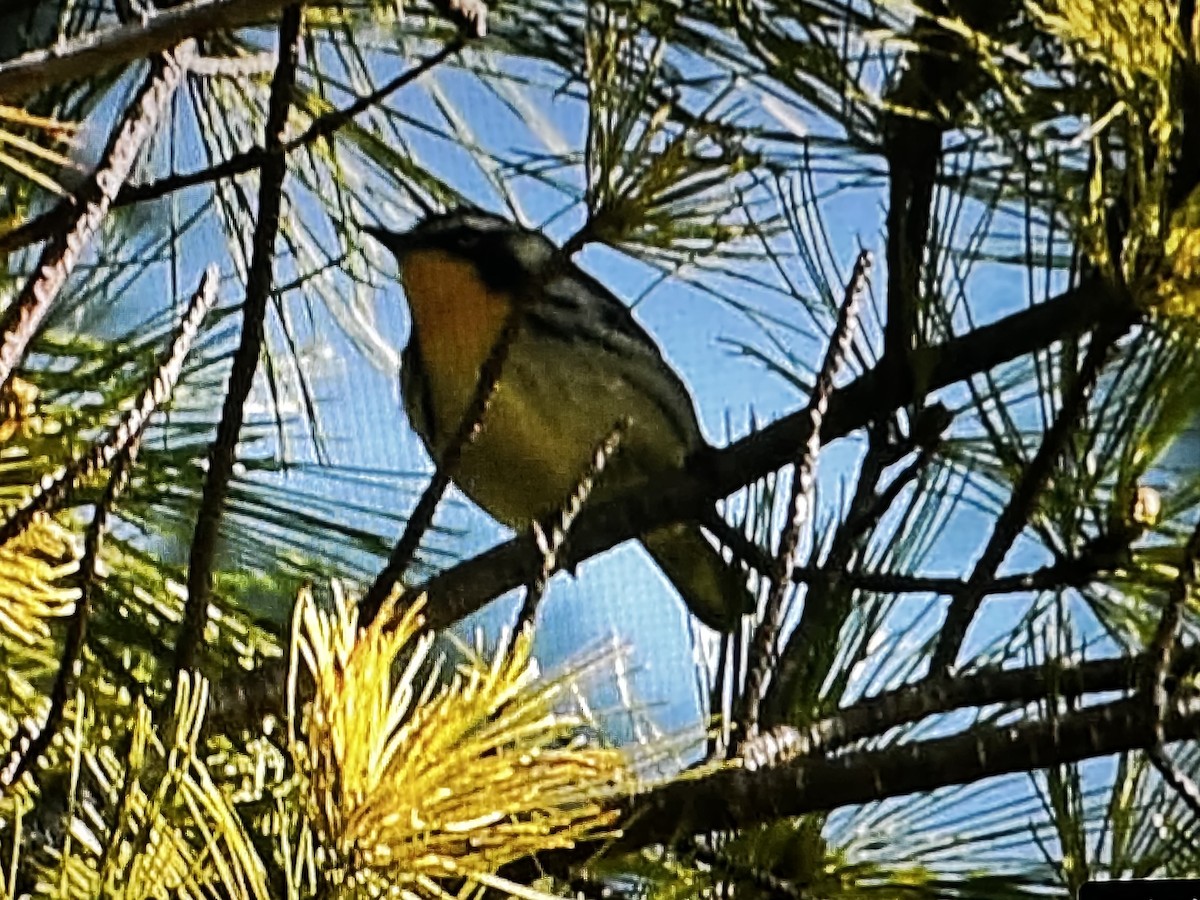 Yellow-throated Warbler - ML619156199