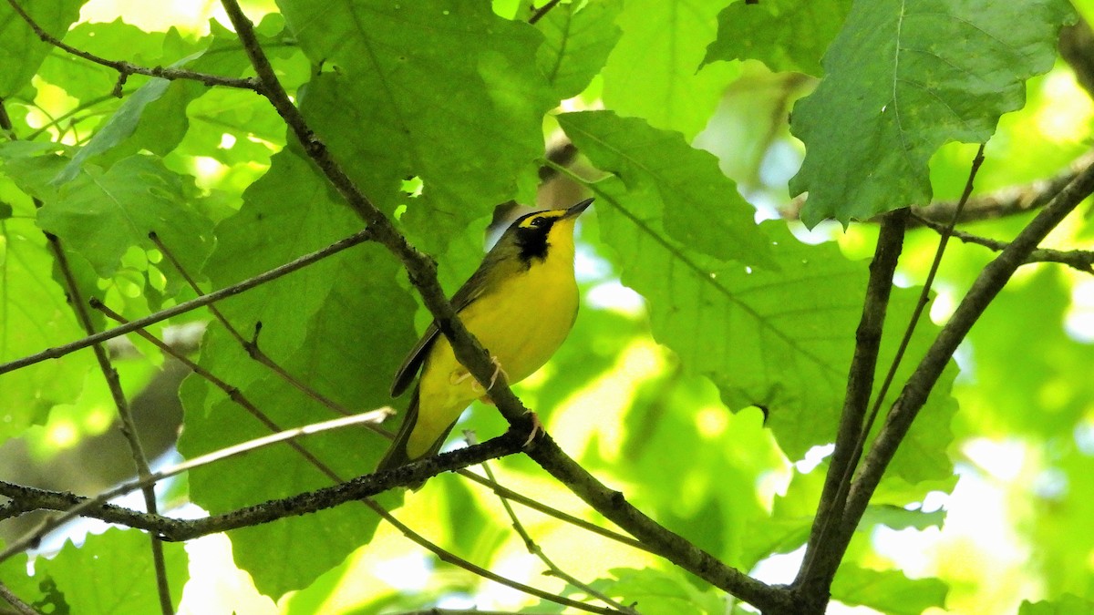 Kentucky Warbler - Travis Young