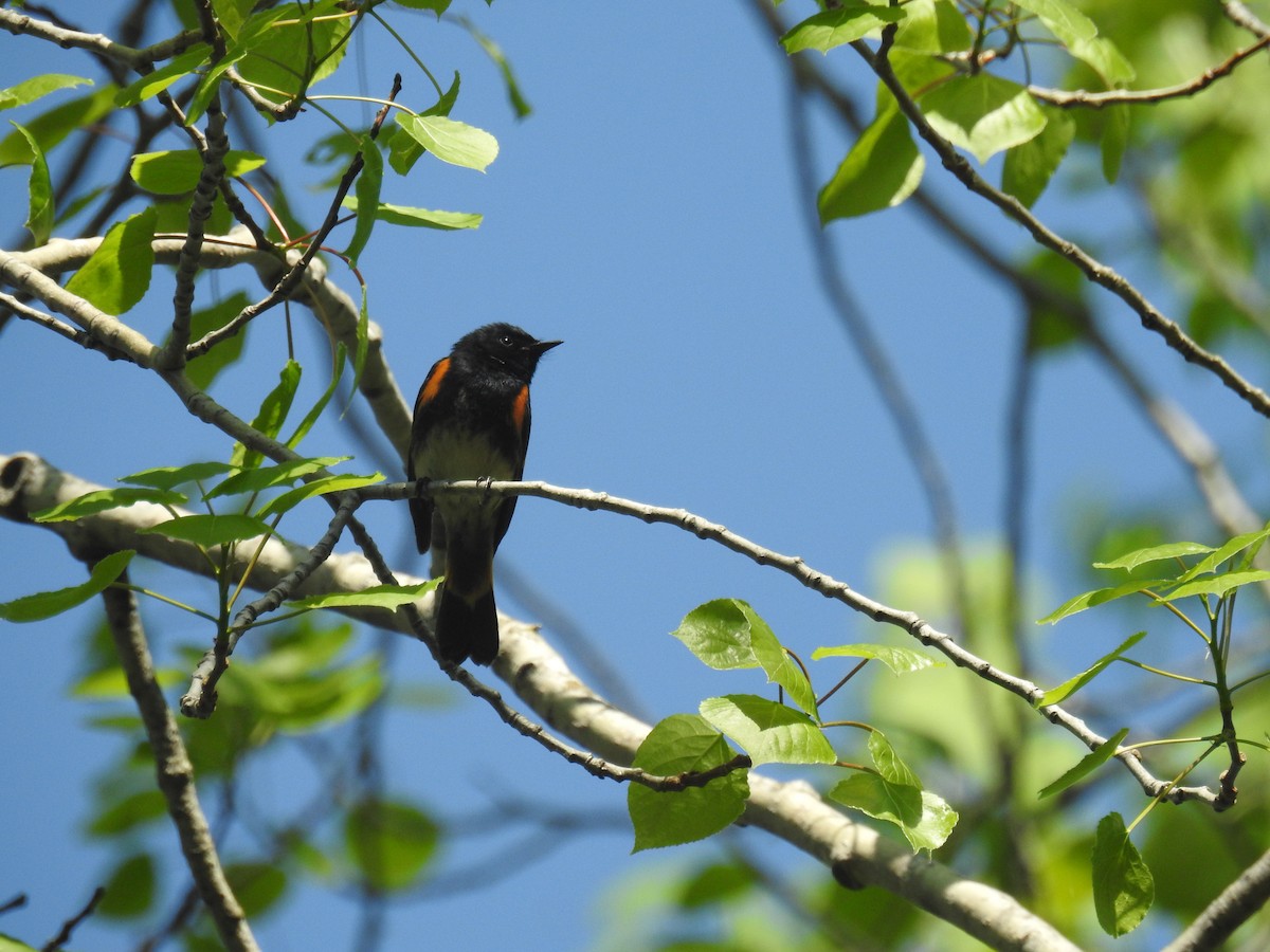 American Redstart - Tom Dibblee