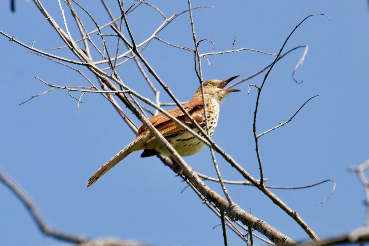 Brown Thrasher - Normand Laplante