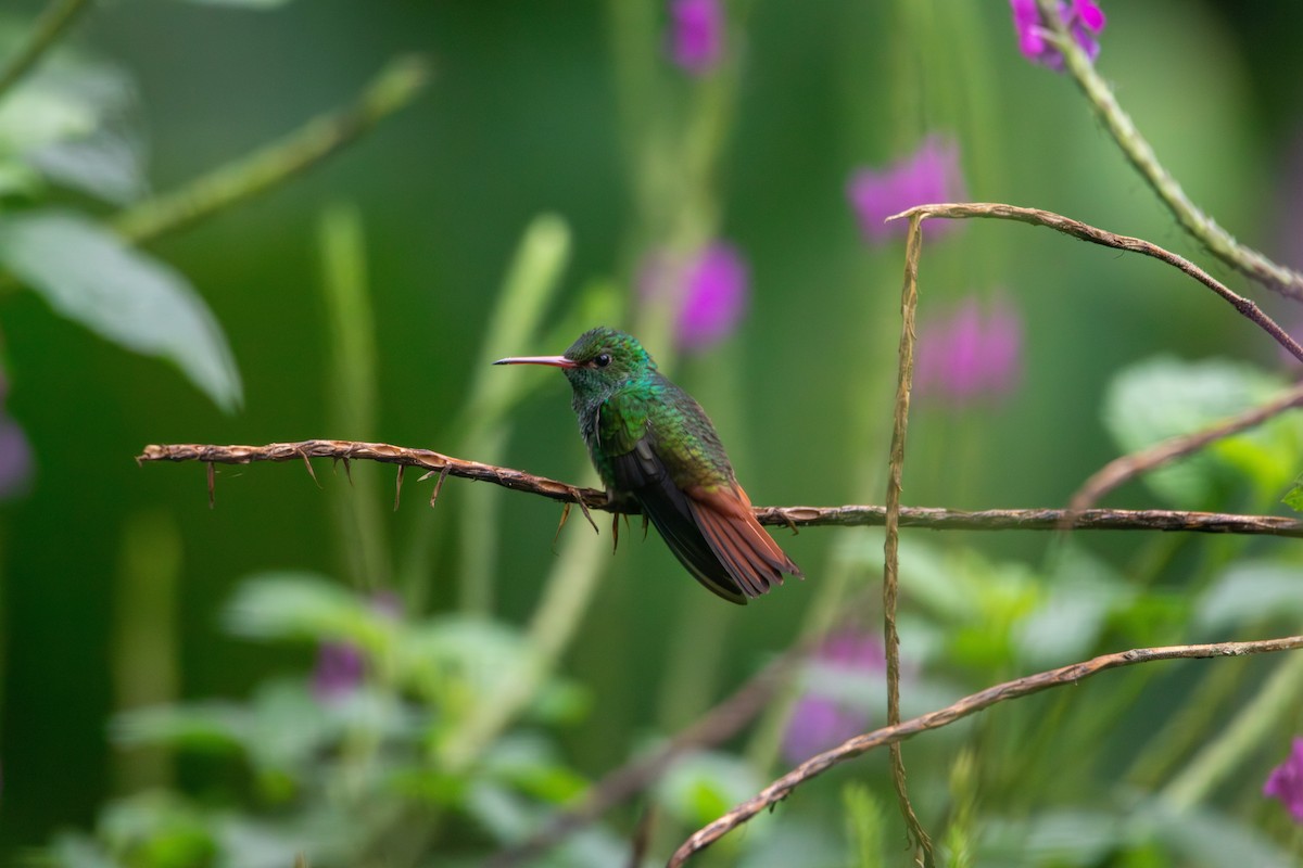 Rufous-tailed Hummingbird - Matt Fischer