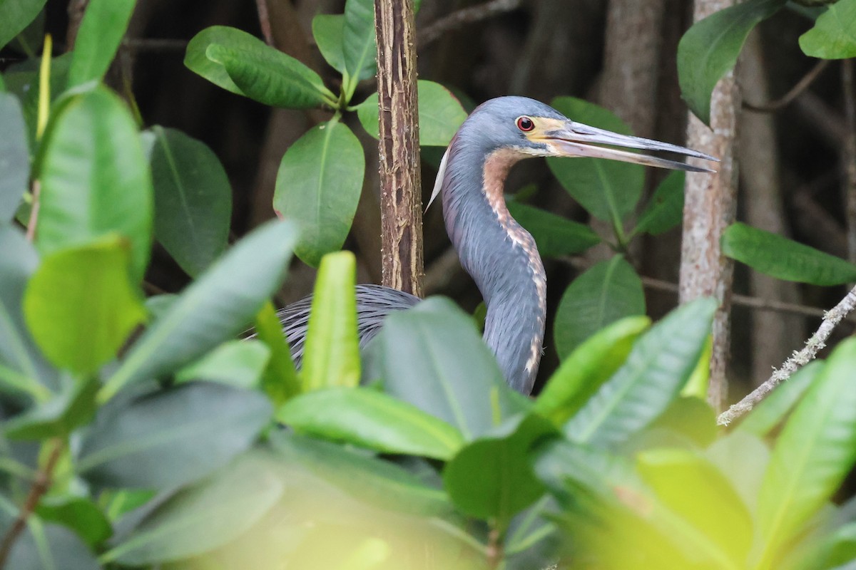 Tricolored Heron - Andrew Dobson