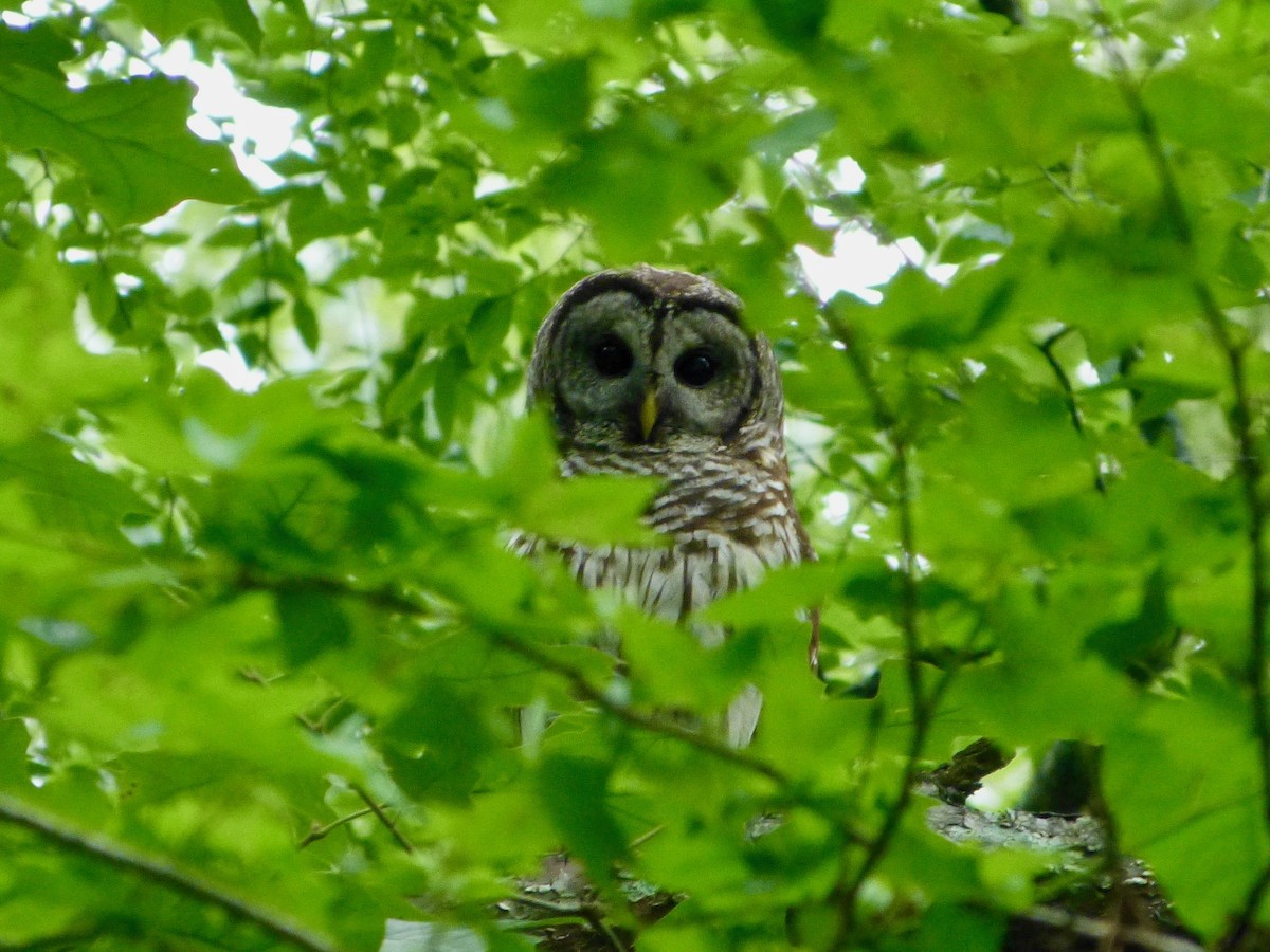 Barred Owl - ML619156316