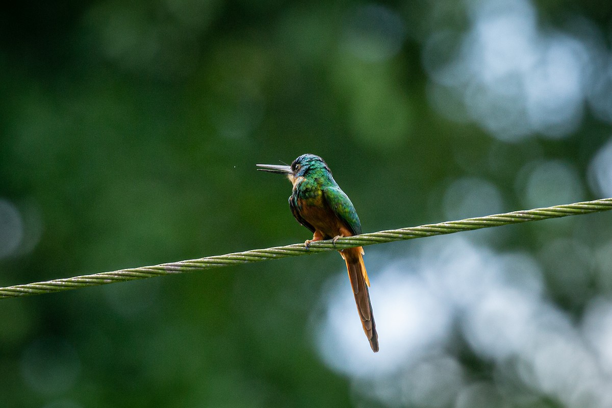 Rufous-tailed Jacamar - Francisco Russo