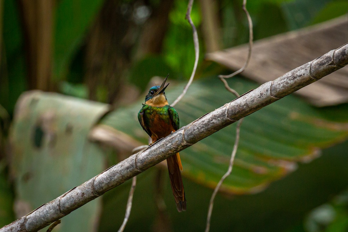 Rufous-tailed Jacamar - Francisco Russo