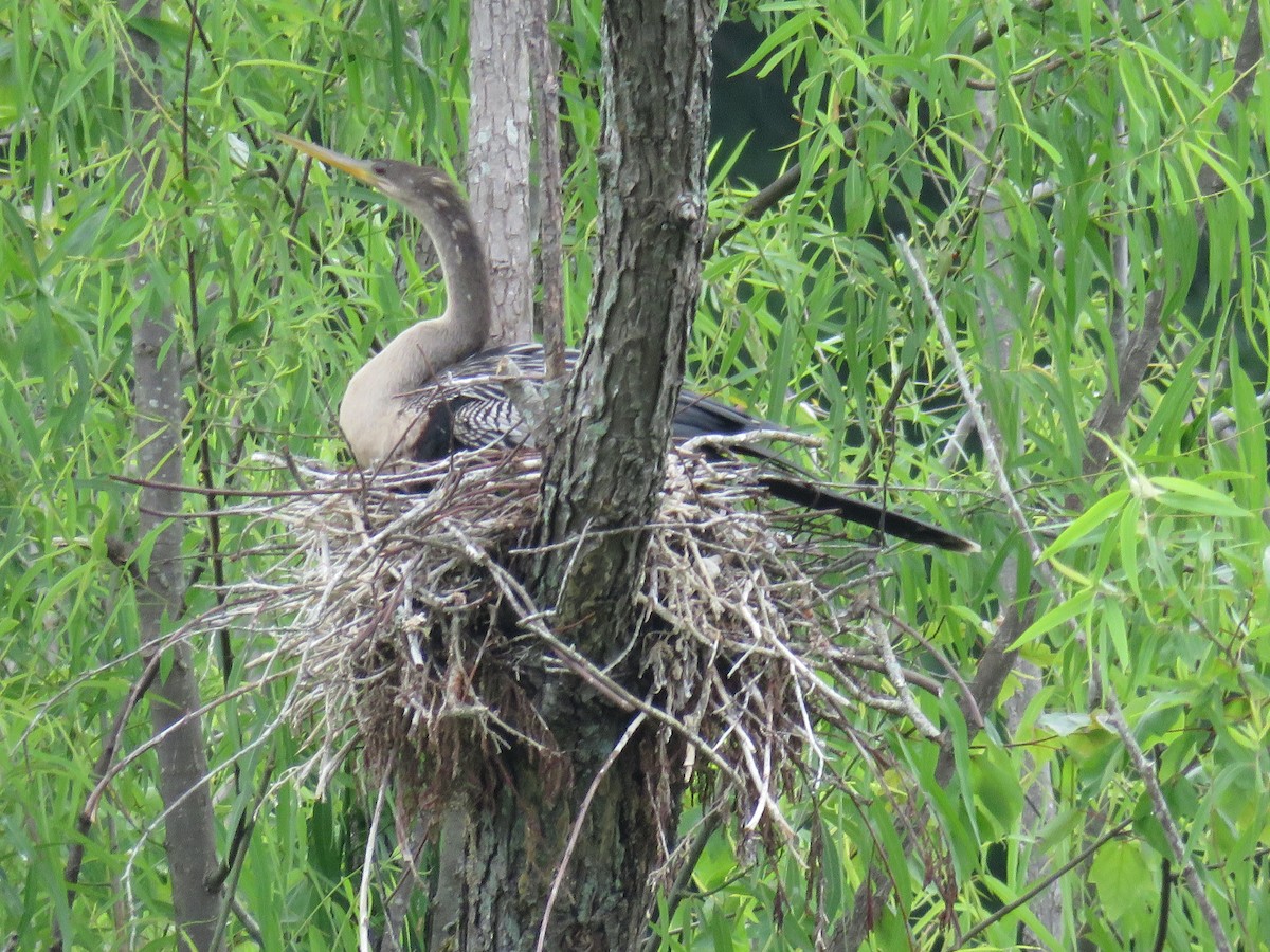 Amerika-Schlangenhalsvogel - ML619156332