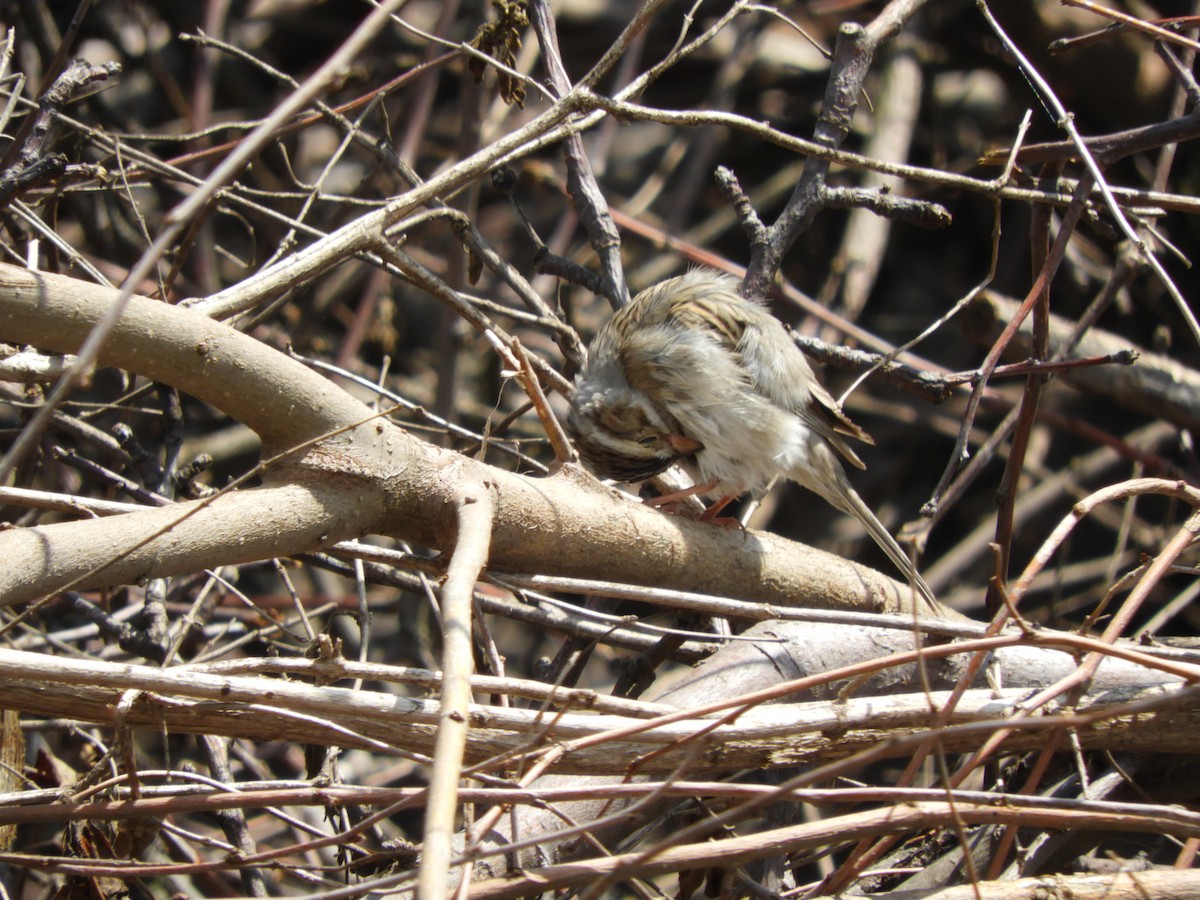 Clay-colored Sparrow - Sara Caulk