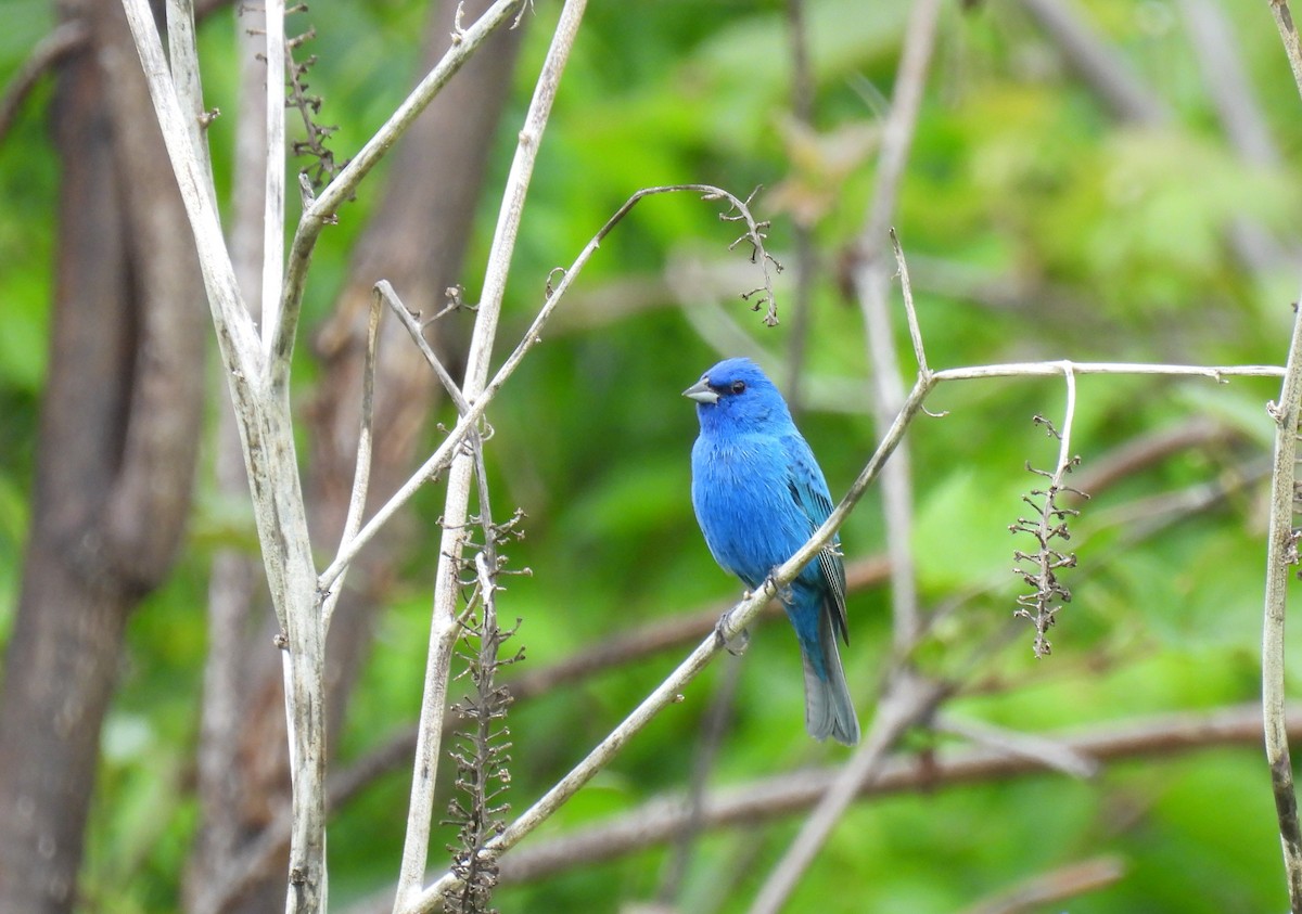 Indigo Bunting - Corvus 𓄿