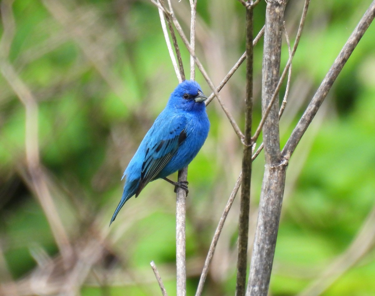 Indigo Bunting - Corvus 𓄿