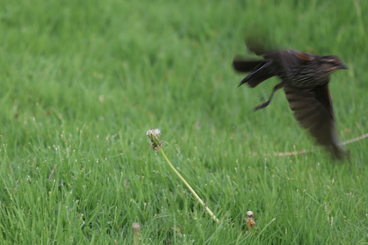 Red-winged Blackbird - ML619156382