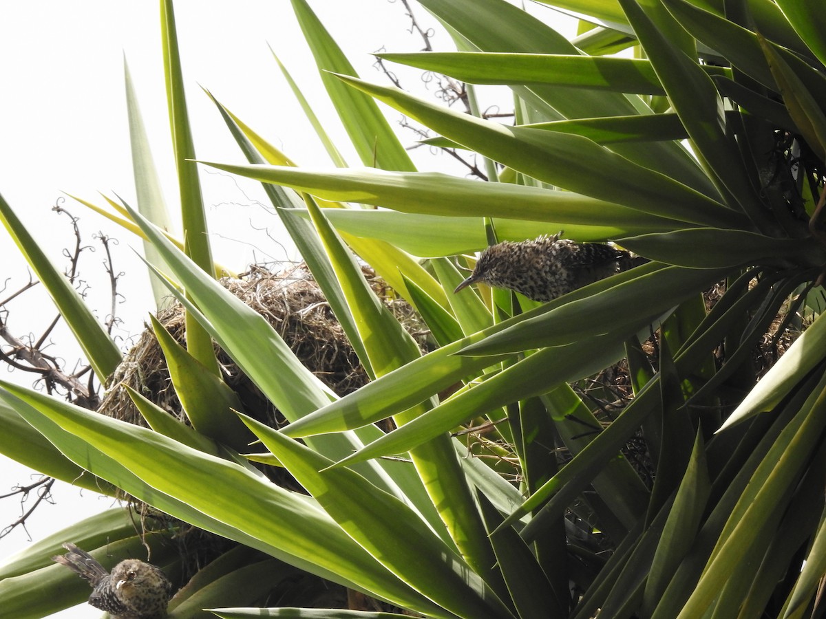 Band-backed Wren - ML619156387